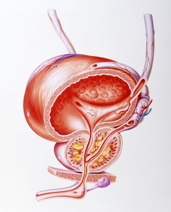 Učinek kapsul Prostaline na prostato