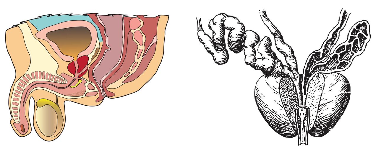 Anatomija prostate